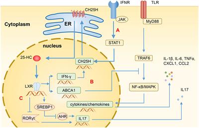 Research progress on the mechanism of cholesterol-25-hydroxylase in intestinal immunity